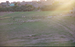 sheep grazing 